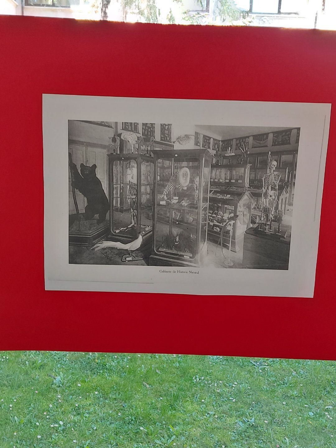 Fotografía en blanco y negro de una vitrina llena de objetos, enmarcada sobre una superficie roja; debajo se ve césped verde.