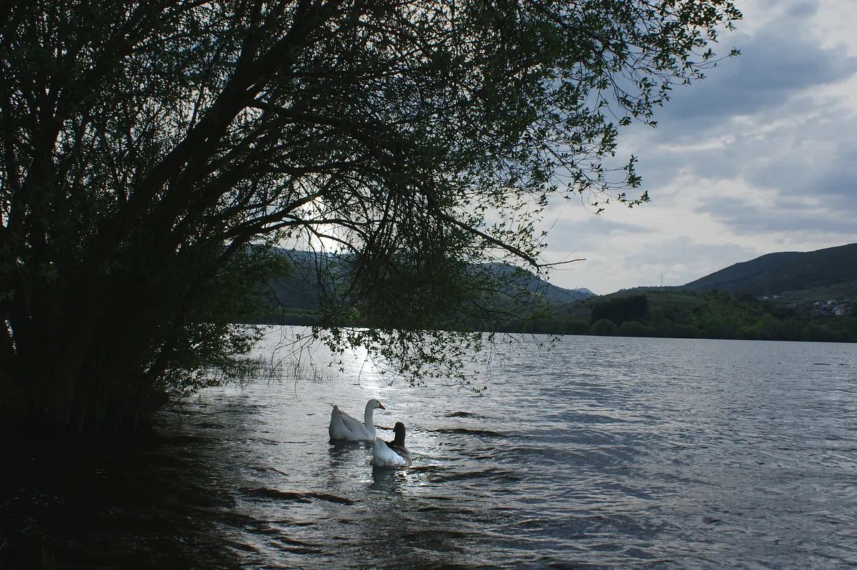 Lago con cisnes bajo un árbol. Montañas al fondo, cielo nublado.