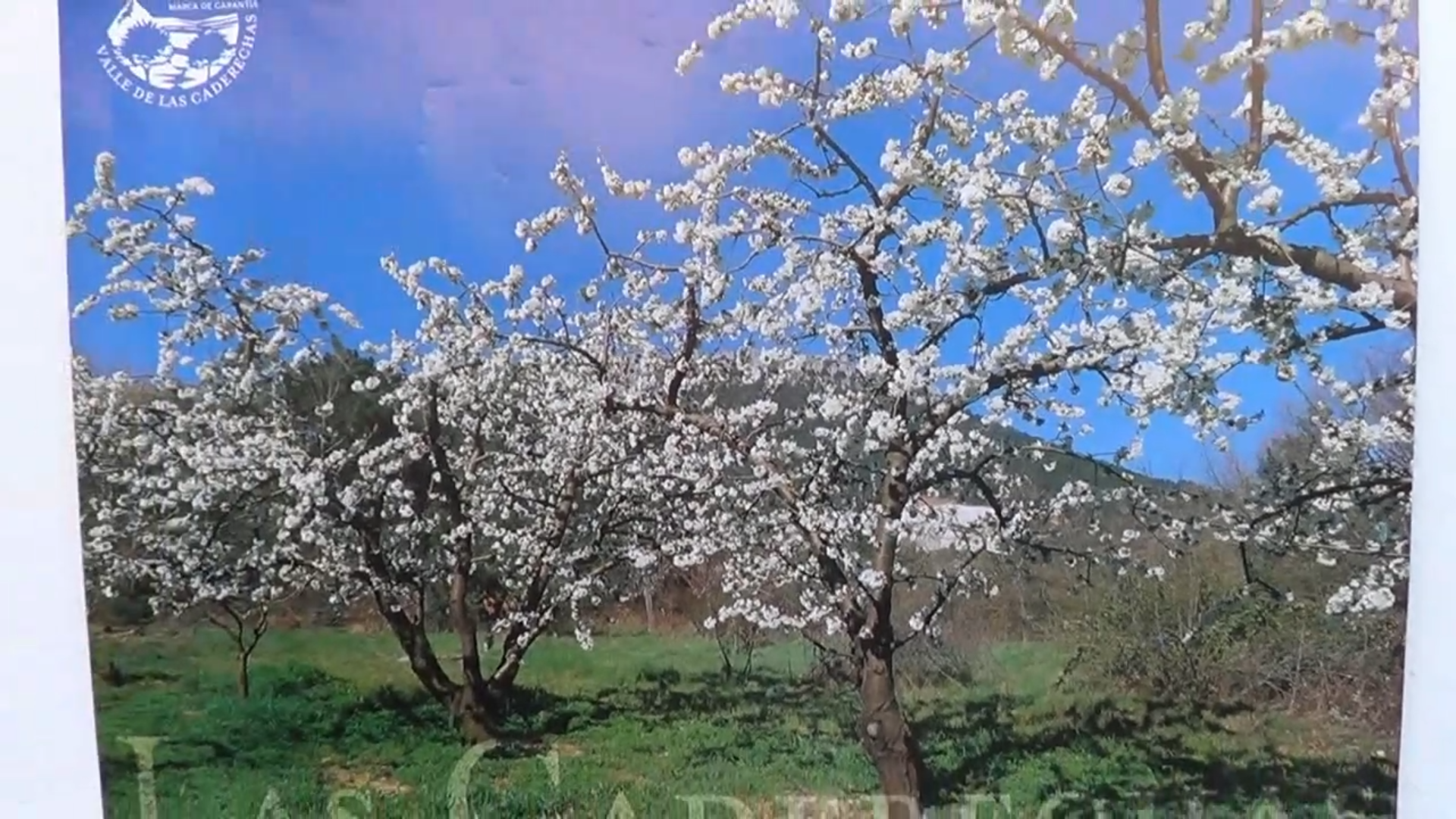 Árboles en flor con flores blancas en un campo verde bajo un cielo azul.