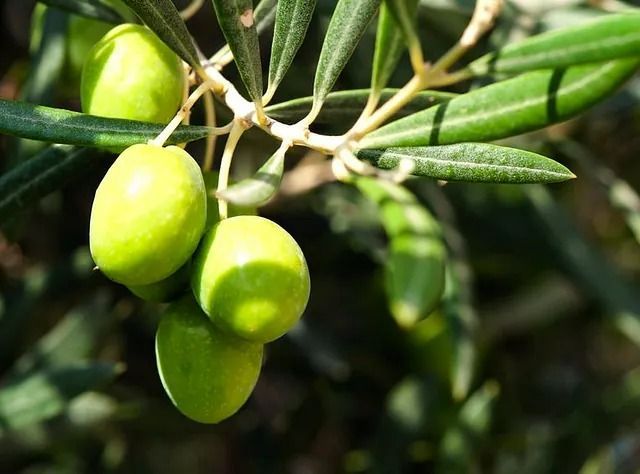 Un manojo de aceitunas verdes colgando de la rama de un árbol