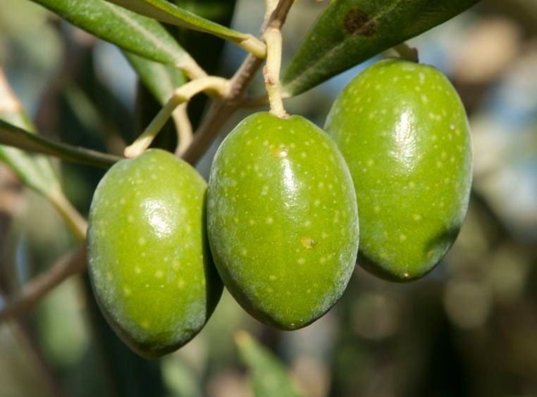 Tres aceitunas verdes colgando de la rama de un árbol