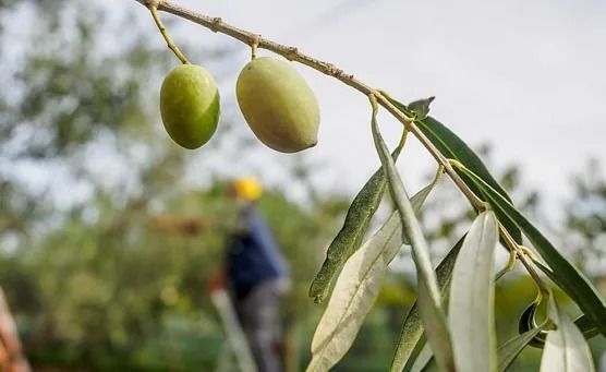 Una persona está recogiendo aceitunas de un olivo.