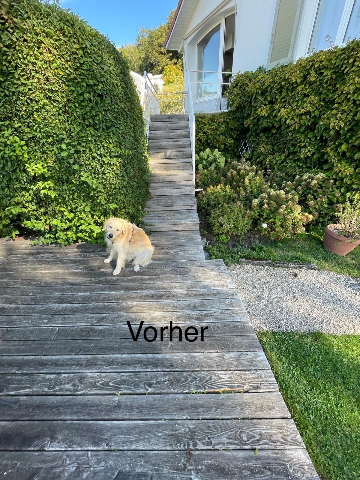 Ein Hund sitzt auf einem Holzdeck neben einer Treppe.