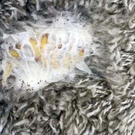 0911 Teppichreinigung, Teppichreinigung, starke Verschmutzungen