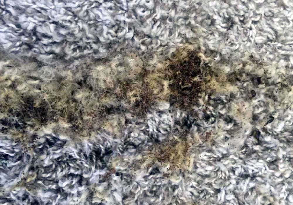 0911 Teppichreinigung, Teppichreinigung mit Reinigungsmaschine
