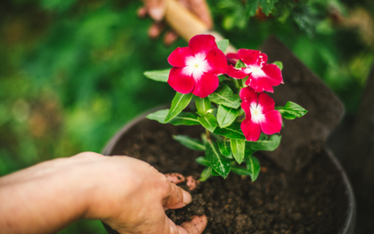 Une personne plante une fleur dans un pot avec une pelle.