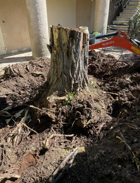 Une souche d'arbre est en train d'être enlevée par une machine.