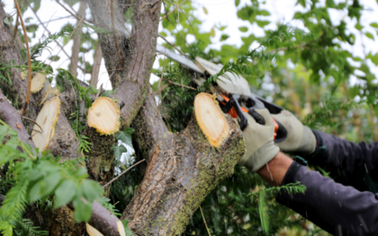 Une personne coupe un arbre avec une tronçonneuse.