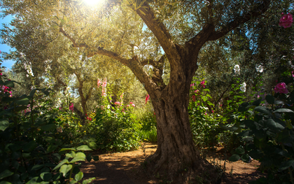 Le soleil brille à travers les branches d'un olivier dans un jardin.