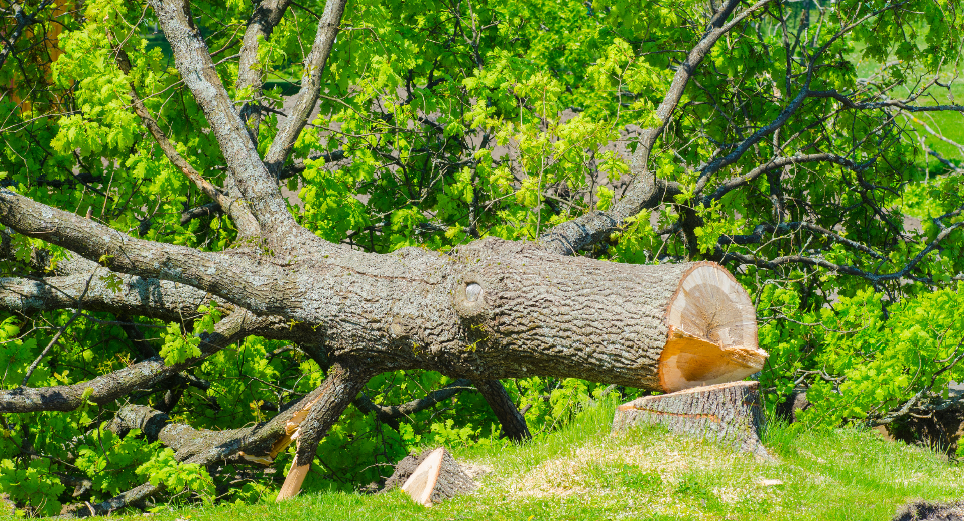 Un gros tronc d'arbre repose sur le sol dans un champ.