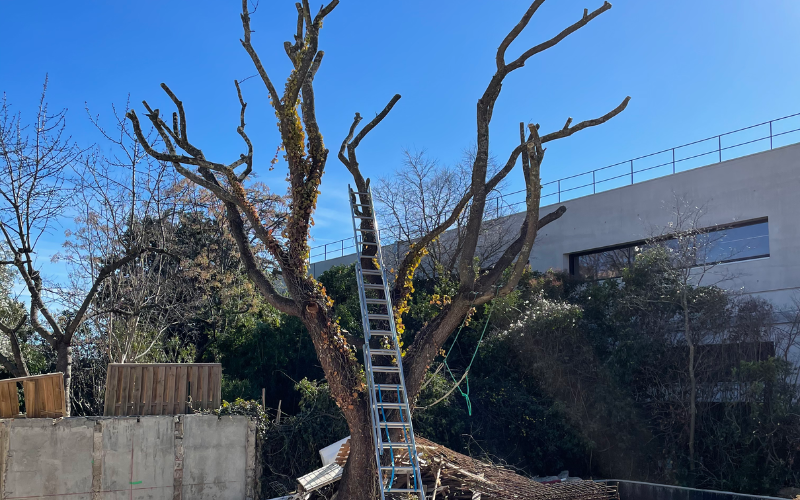 Une personne coupe un arbre avec une tronçonneuse.