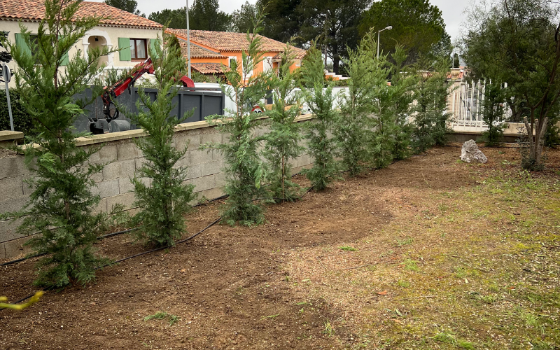 Le soleil brille à travers les branches d'un olivier dans un jardin.