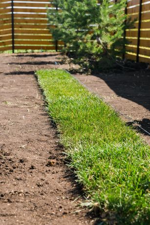 Une rangée d'herbe pousse dans la terre à côté d'une clôture en bois.