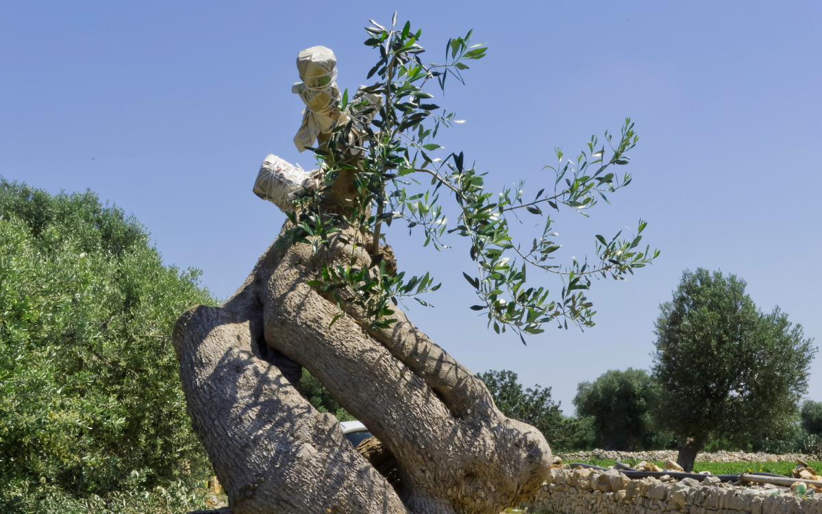 Un arbre avec beaucoup de branches et de feuilles