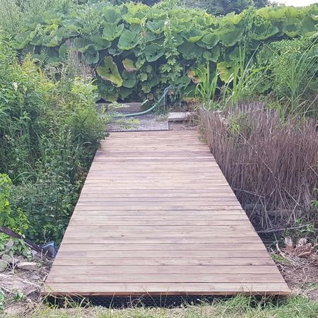 Eine Holzbrücke führt durch üppiges Grün und hohes Gras zu einer dichten Hecke aus großen Blättern.