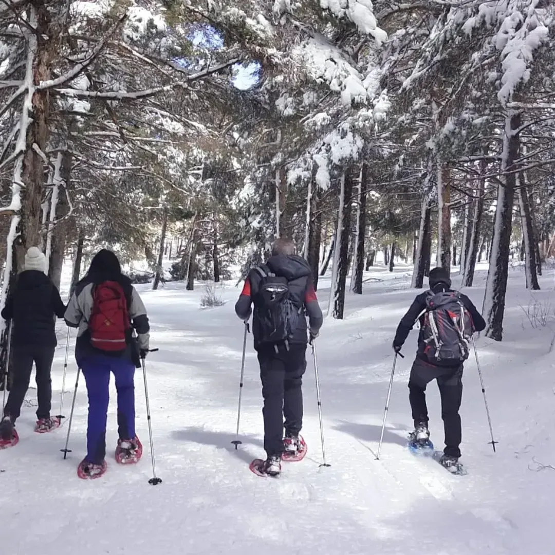 Cuatro personas caminan con raquetas de nieve por un bosque nevado, utilizando bastones y llevando mochilas.