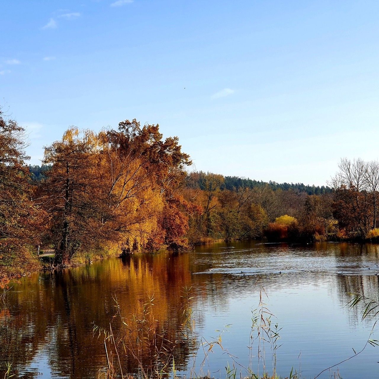 Herbstliche Seeszene mit Bäumen, deren orange und braunes Laub sich unter blauem Himmel im Wasser spiegelt.