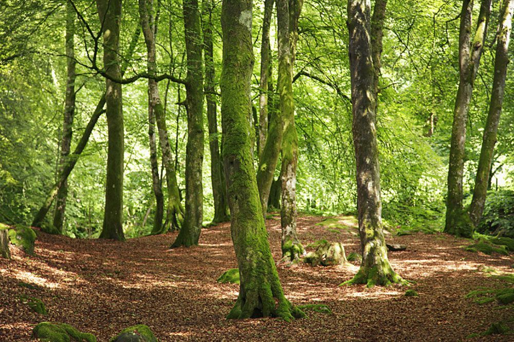 Ein Wald mit vielen Bäumen und Blättern auf dem Boden