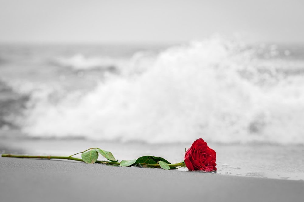 Eine rote Rose liegt am Strand mit Blick auf das Meer.