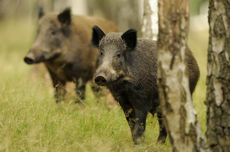 Chasse au sanglier : Villemaur-sur-Vanne