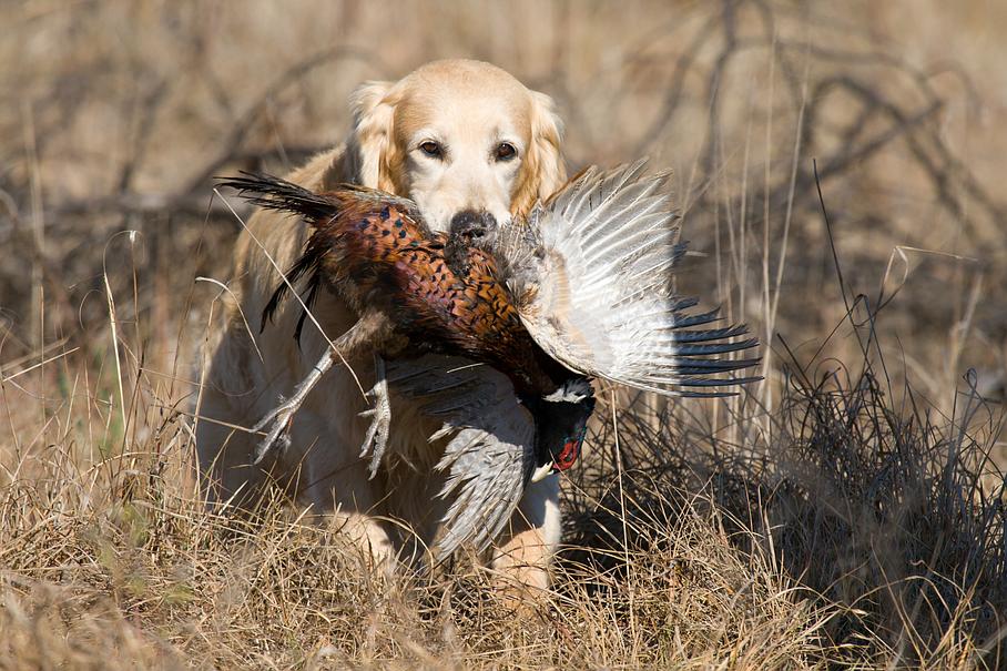 Chien de chasse, accessoires