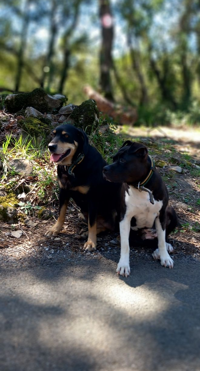 Deux chiens noir et feu assis sur un sentier dans un parc boisé, l'un d'eux la gueule ouverte et la langue pendante.