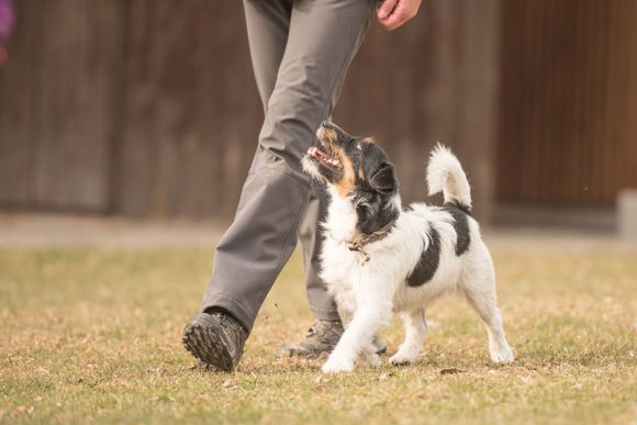 Un petit chien noir et blanc marche à côté d'une personne sur l'herbe, le regardant avec une expression alerte et enjouée.