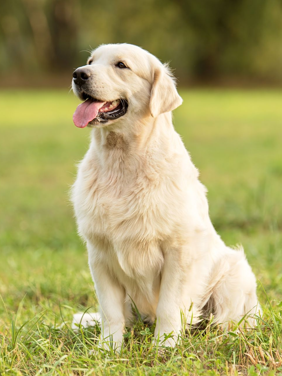 Un golden retriever assis sur l'herbe, haletant et la langue pendante, dans un parc ensoleillé.