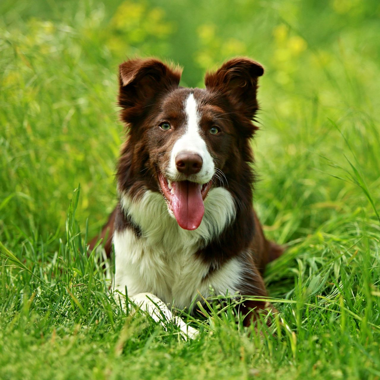 Chien brun et blanc couché dans l'herbe verte, la langue pendante, les oreilles dressées.