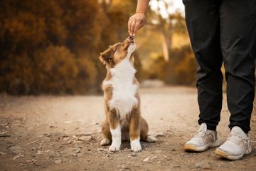 Une personne caresse un chien blanc et marron assis sur un chemin de terre à l'extérieur.