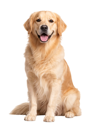 Golden retriever assis et souriant sur fond blanc.