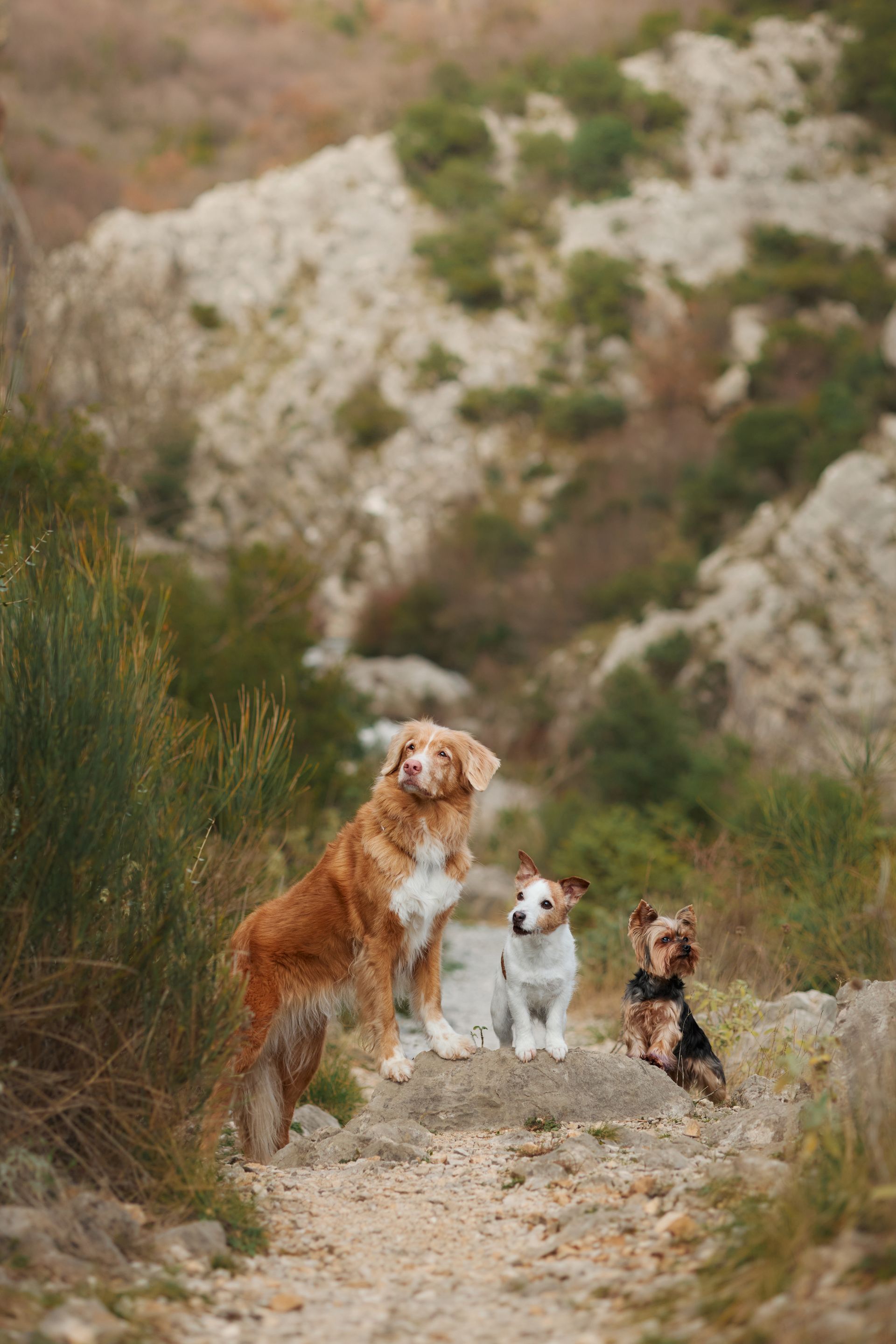 Trois chiens debout sur un sentier rocailleux dans un paysage de colline herbeuse.