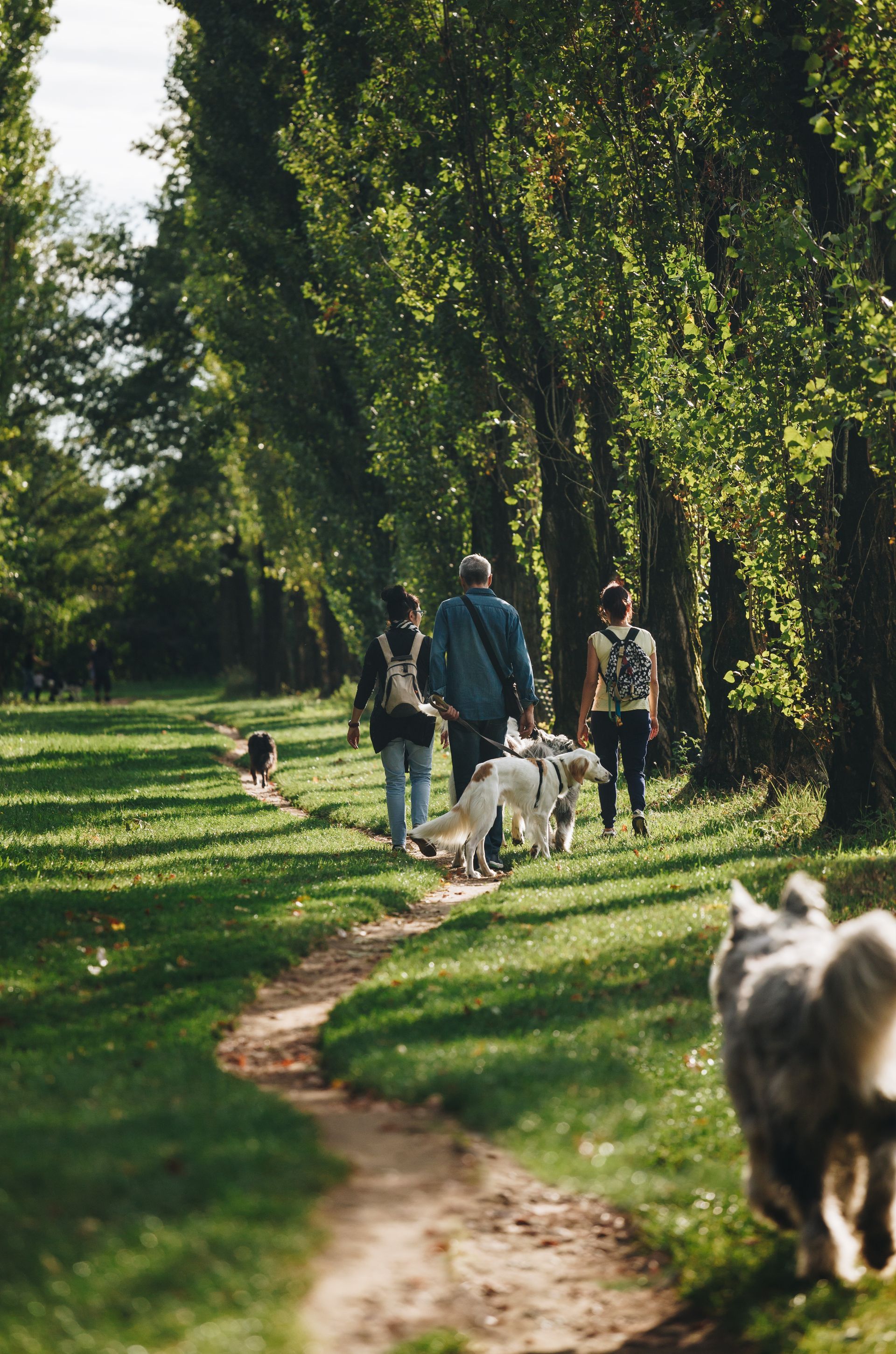 Des gens promènent leurs chiens le long d'un chemin de terre ensoleillé, sous de grands arbres verts.