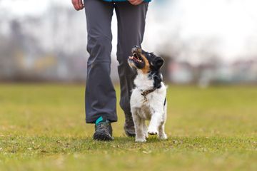 Personne promenant un chien noir et blanc sur l'herbe à l'extérieur.