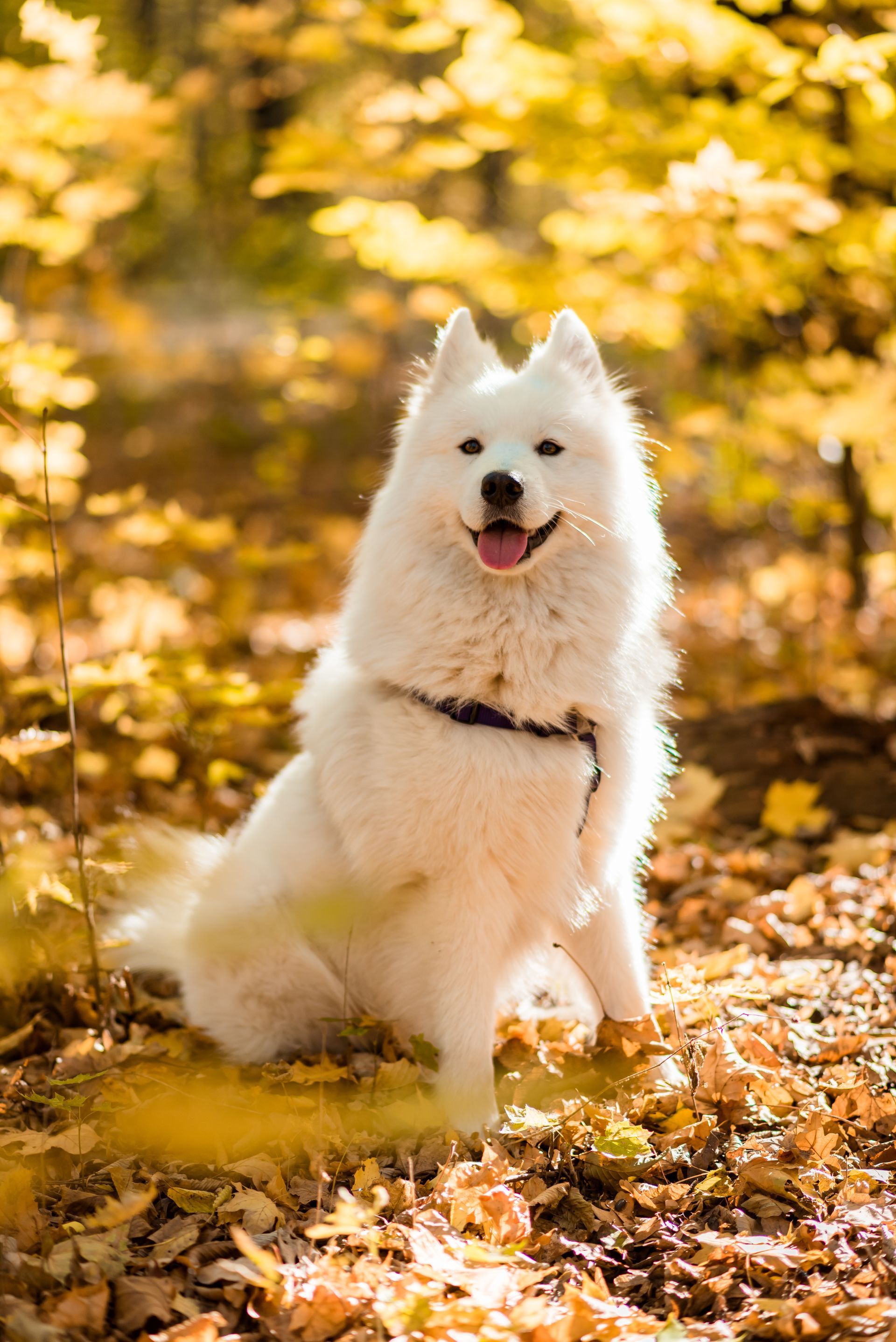 Chien blanc et duveteux assis dans les feuilles d'automne, l'air heureux, sous des arbres dorés.