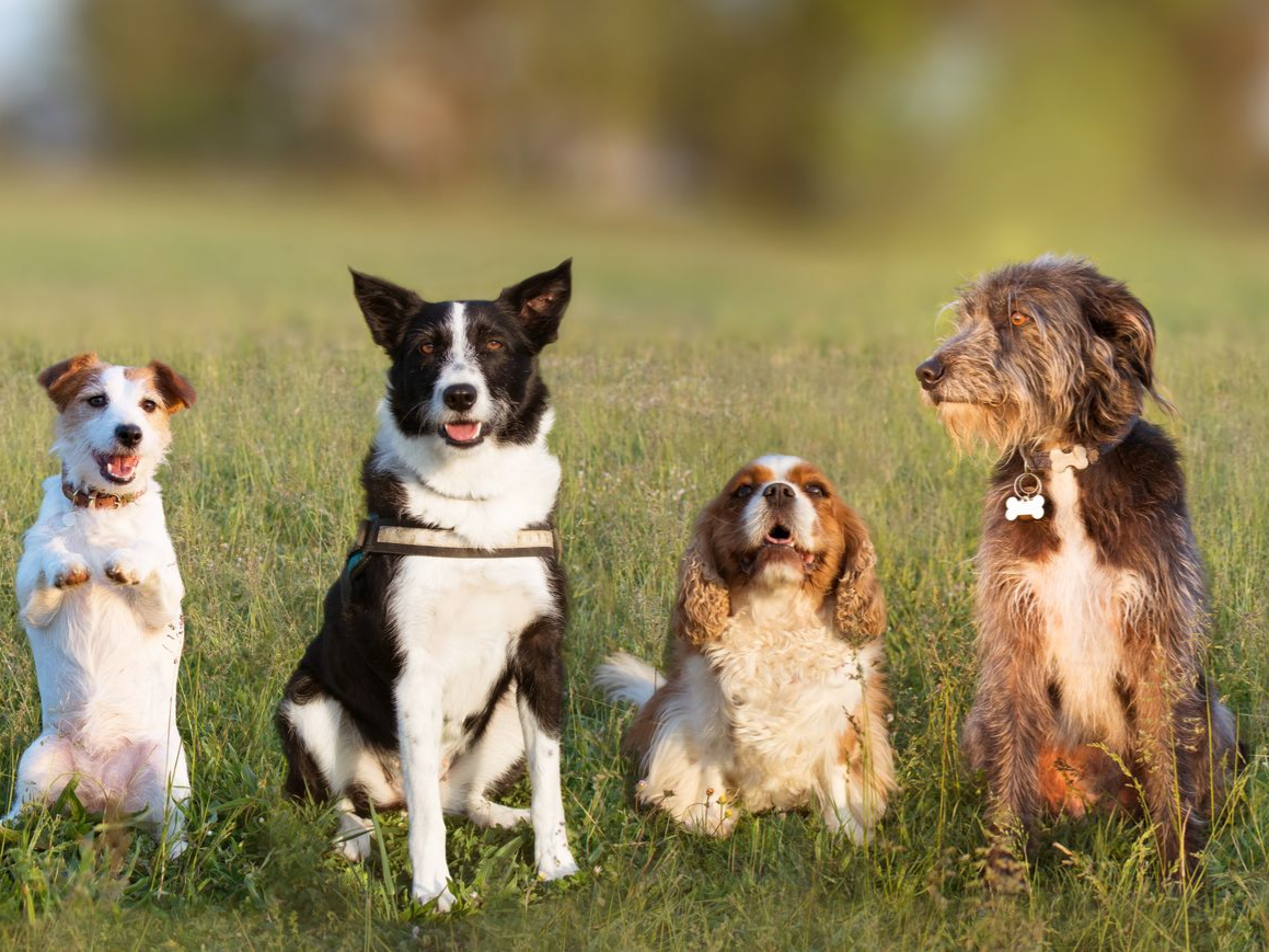 Quatre chiens assis dans l'herbe, face à l'avant, avec un champ flou en arrière-plan.