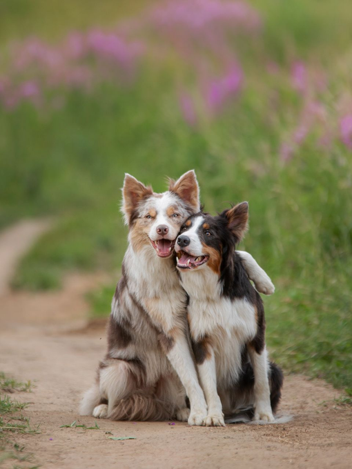 Deux chiens à poil long assis sur un chemin de terre dans un champ herbeux, avec des fleurs roses floues en arrière-plan.
