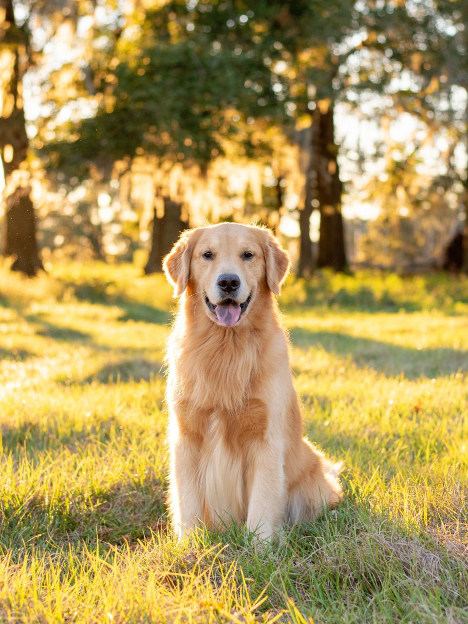Un golden retriever assis dans un champ herbeux ensoleillé, avec des arbres en arrière-plan.