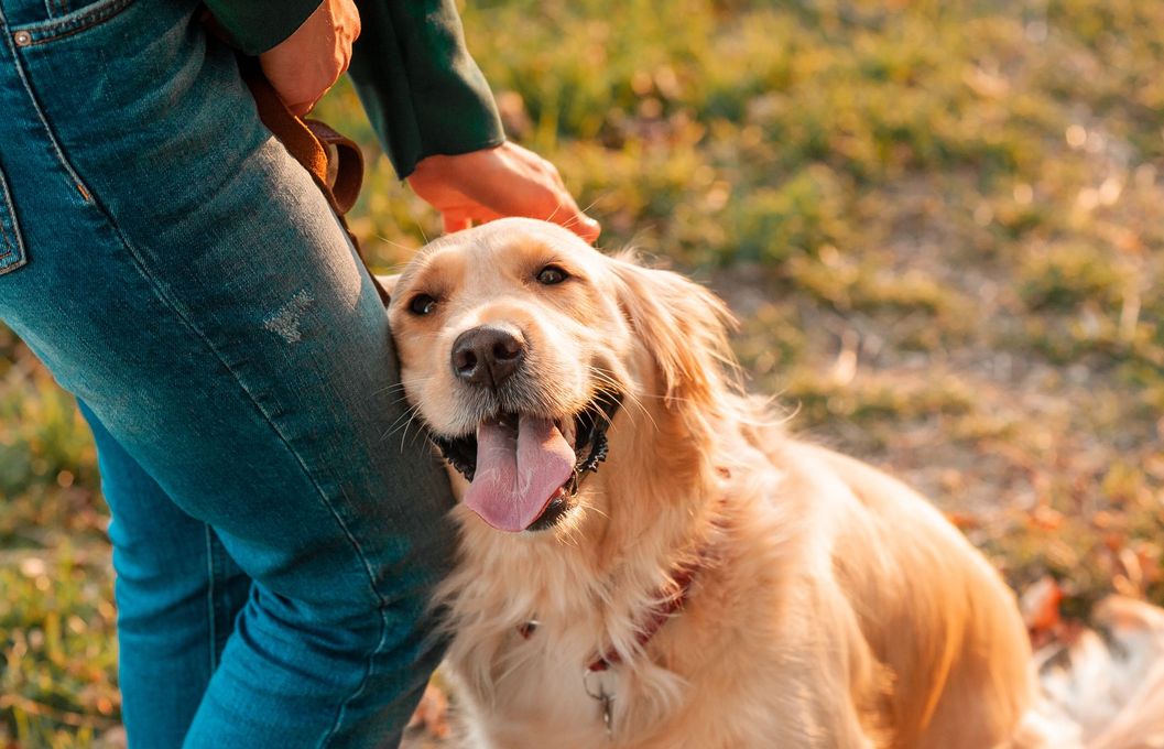 Un golden retriever debout à côté d'une personne en jeans, à l'extérieur, haletant et la langue pendante parmi les feuilles d'automne.
