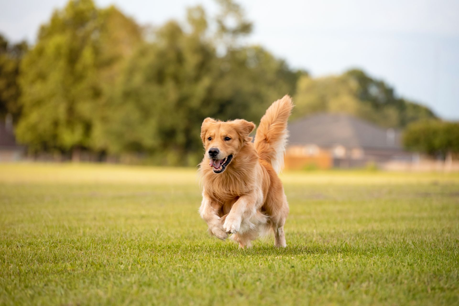 Un golden retriever court dans un champ herbeux avec des arbres et des maisons en arrière-plan.
