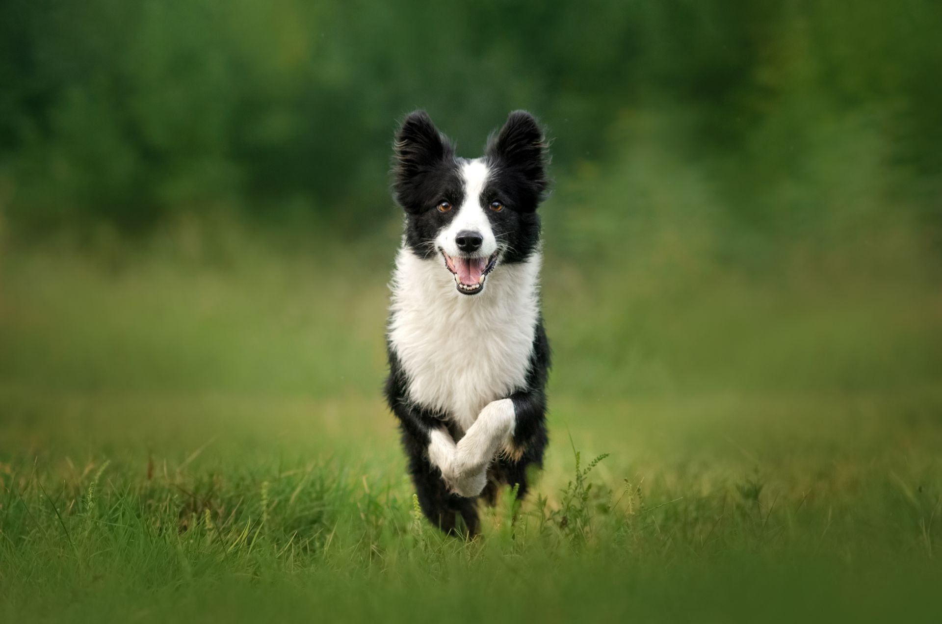 Chien noir et blanc courant dans un champ herbeux sur fond vert flou.