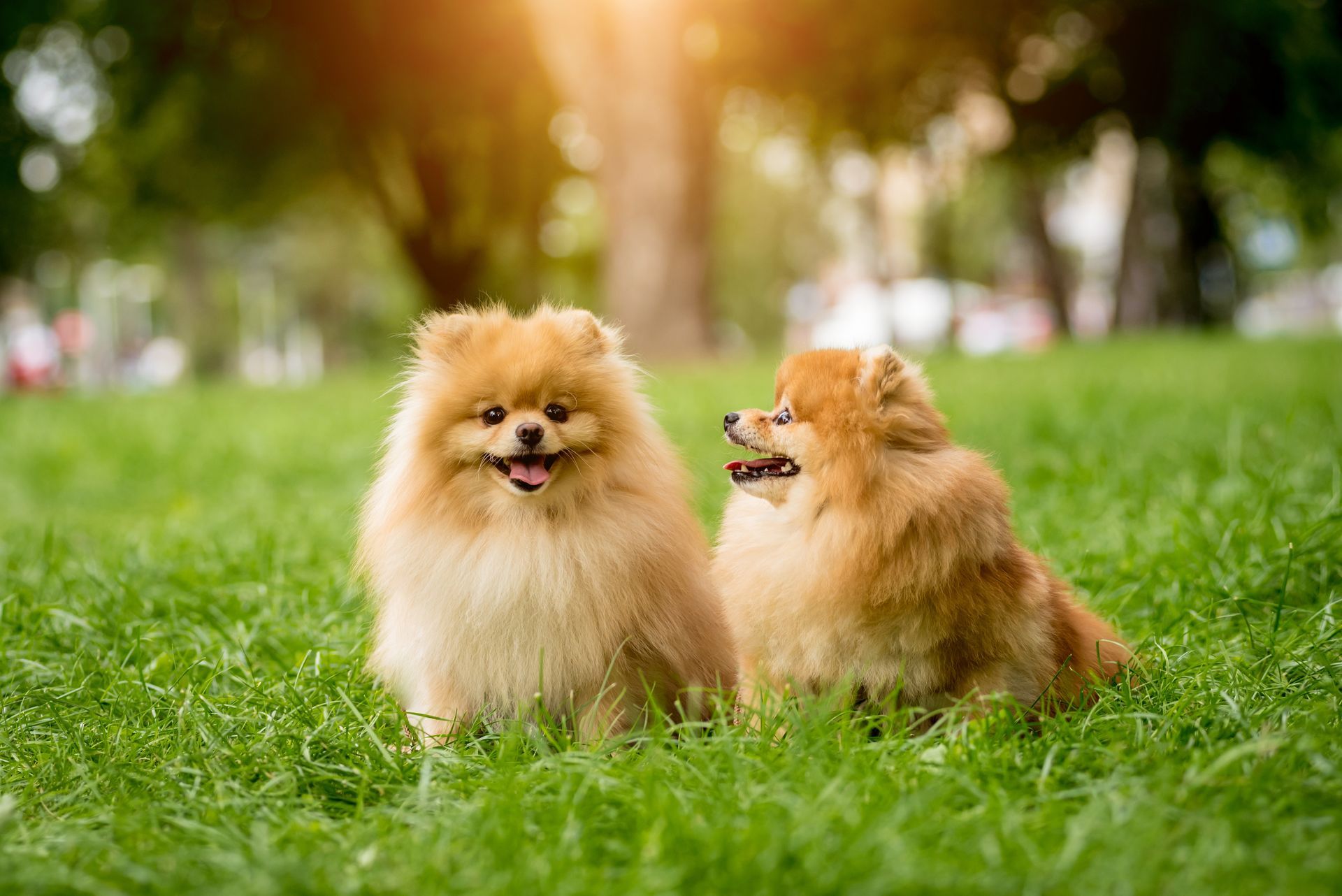 Deux chiens au pelage beige et duveteux sont assis dans l'herbe verte, l'un regardant l'autre dans un parc ensoleillé.