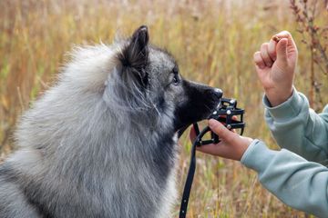 Un chien gris en laisse renifle une main tenant une friandise dans un champ herbeux.