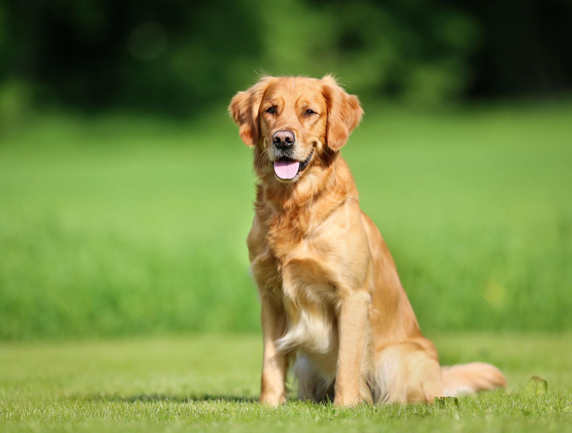 Golden retriever assis sur l'herbe, la langue pendante, dans un parc verdoyant.