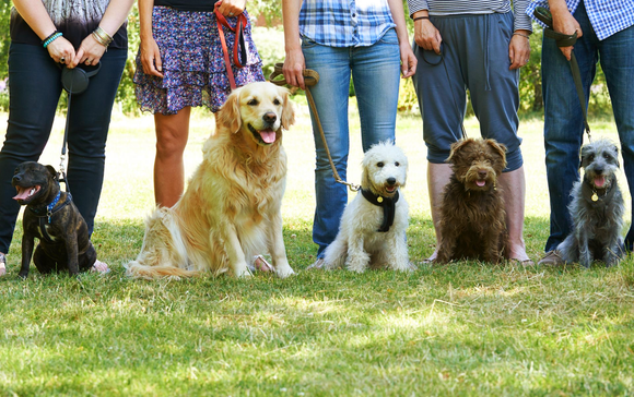Des personnes se tiennent debout sur l'herbe avec cinq chiens, dont un golden retriever et un petit chien noir.