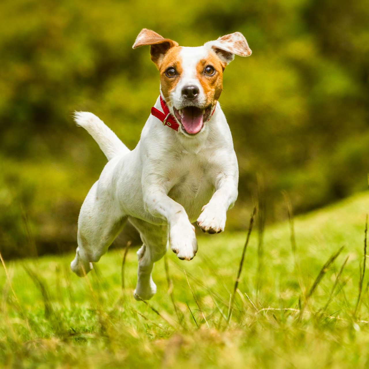 Chien blanc et marron avec un bandana rouge courant dans l'herbe, la langue pendante, dans un champ ensoleillé.