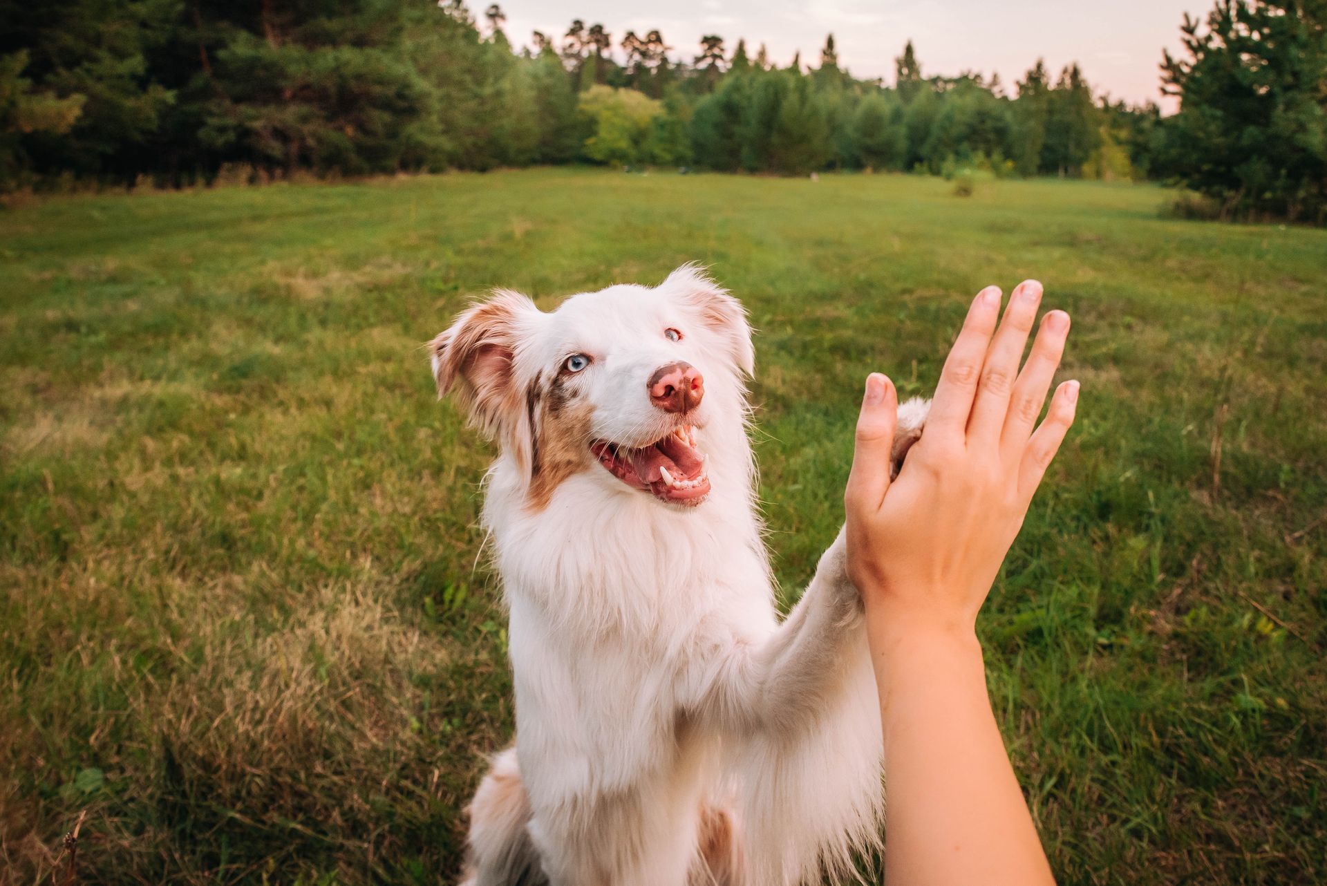 Chien blanc et fauve faisant un high five dans un champ herbeux, arbres en arrière-plan.