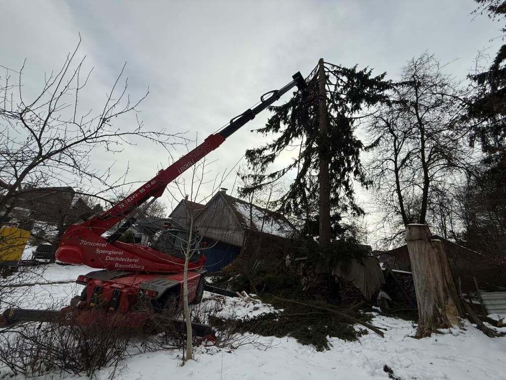 Ein roter Kran hebt im Rahmen einer Baumfällung einen hohen, dunklen immergrünen Baum in einem verschneiten Waldgebiet an.
