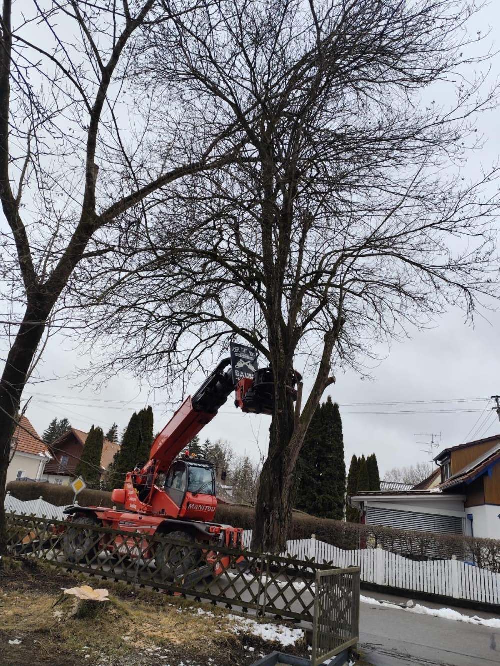 Ein roter Teleskoplader mit Baumscherenaufsatz ist im Einsatz, um einen hohen, blattlosen Baum in einem Wohngarten zu beschneiden.