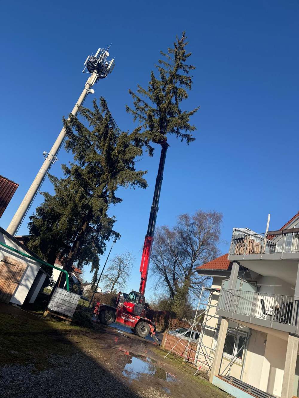 Ein roter Kran arbeitet an einer hohen Kiefer neben einem Haus und einem Mobilfunkmast vor einem klaren blauen Himmel.